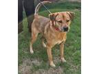 Adopt Bones a Tan/Yellow/Fawn - with Black Labrador Retriever dog in Atlanta