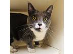 Adopt Sadie (Cat Cafe) a Gray or Blue Domestic Shorthair / Domestic Shorthair /