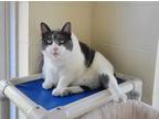 Adopt Queenie a Gray or Blue Domestic Shorthair / Domestic Shorthair / Mixed cat