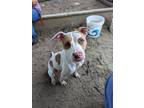 Adopt Pebbles a White Mixed Breed (Medium) / Mixed dog in Ashtabula