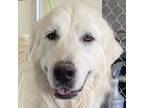 Adopt Portland a White Great Pyrenees / Mixed dog in Vail, AZ (39011536)