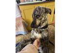 Adopt Rocky a Brindle Mastiff / Shepherd (Unknown Type) / Mixed dog in Oceano