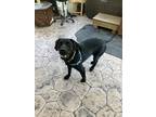 Adopt Onxy a Black Labrador Retriever / Mixed dog in Parkersburg, WV (39027908)