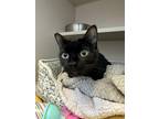 Adopt Cowgirl a All Black Domestic Shorthair / Domestic Shorthair / Mixed cat in
