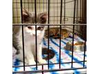 Adopt Pumba a Gray or Blue Domestic Shorthair / Domestic Shorthair / Mixed cat
