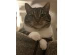 Adopt Gris a Gray, Blue or Silver Tabby Tabby / Mixed (medium coat) cat in
