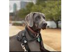 Adopt Gunther a Gray/Blue/Silver/Salt & Pepper Weimaraner / Mixed dog in
