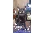 Adopt Binx a All Black Calico / Mixed (short coat) cat in Colorado Springs