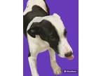 Adopt Tofu a Pointer / Terrier (Unknown Type, Small) / Mixed dog in Rockport