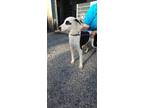 Adopt Pez a Pointer / Terrier (Unknown Type, Small) / Mixed dog in Rockport