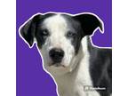 Adopt Panda a Pointer / Terrier (Unknown Type, Small) / Mixed dog in Rockport