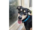 Adopt Izzy a Black - with Tan, Yellow or Fawn Rottweiler / Husky / Mixed dog in