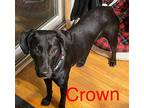 Adopt Crown Society a Black Labrador Retriever dog in Southampton, PA (38750833)