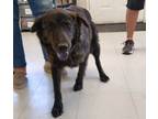 Adopt Darcy* a Brindle Australian Cattle Dog dog in Kingman, AZ (39024690)