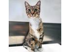 Adopt Meemaws China a Brown or Chocolate Domestic Shorthair / Mixed cat in