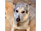 Adopt Sadie a White - with Tan, Yellow or Fawn Husky / Mixed dog in Austin