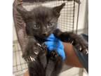 Adopt Penrose a All Black Domestic Shorthair / Mixed cat in Edinburg