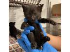 Adopt Peyton a All Black Domestic Shorthair / Mixed cat in Edinburg