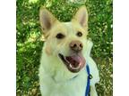 Adopt Carter a White - with Tan, Yellow or Fawn Norwegian Elkhound / Mixed dog