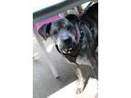 Adopt Titus a Brindle - with White American Pit Bull Terrier / Shar Pei / Mixed