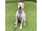 Adopt Pistol a White - with Tan, Yellow or Fawn Mixed Breed (Medium) / Mixed dog