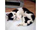 Adopt Kosmo a Black & White or Tuxedo Domestic Shorthair (short coat) cat in