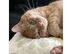 Adopt Abby a Orange or Red Domestic Mediumhair (medium coat) cat in brewerton