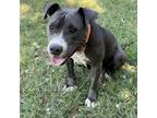 Adopt Olive a Gray/Silver/Salt & Pepper - with Black Mixed Breed (Medium) /