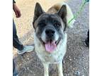 Adopt Charlemagne a Gray/Blue/Silver/Salt & Pepper Akita / Mixed dog in El Paso