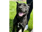 Adopt Panther a Black Australian Cattle Dog / American Pit Bull Terrier / Mixed