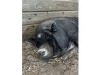 Adopt Betsy a Pig (Farm) / Pig (Farm) / Mixed farm-type animal in Wenatchee