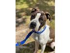 Adopt Saint a Brindle Boxer / Mixed dog in Baton Rouge, LA (38874891)