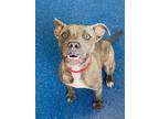 Adopt Leona a Brindle American Pit Bull Terrier / Mixed dog in Baton Rouge