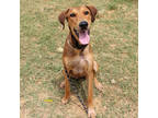 Adopt Fleetfoot a Brown/Chocolate Hound (Unknown Type) / Vizsla / Mixed dog in