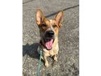 Adopt Ronnie a Red/Golden/Orange/Chestnut Mixed Breed (Medium) / Mixed dog in