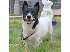 Adopt Frisbee Dan (HW+) a White Corgi / Border Collie / Mixed dog in San Marcos