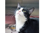 Adopt Salem (at Smitten Kitten) a All Black Domestic Shorthair / Domestic