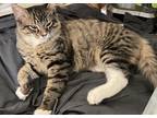 Adopt Miss Pink Lipstick a Tiger Striped Tabby / Mixed (medium coat) cat in