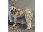 Adopt Honor a Tan/Yellow/Fawn - with White Golden Retriever / Poodle (Standard)