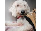 Adopt Doodle a White - with Tan, Yellow or Fawn Poodle (Standard) / Mixed dog in