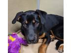 Adopt Huckleberry a Black Rottweiler / Mixed dog in Durango, CO (39019405)