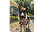 Adopt Dru-Dru a Brown/Chocolate German Shepherd Dog / Mixed dog in Durango