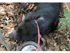 Adopt Vedder MED 8-25-23 a Black Labrador Retriever / Mixed dog in San Angelo