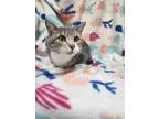 Adopt Sookie a Gray or Blue Domestic Shorthair / Domestic Shorthair / Mixed cat