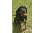 Adopt Hank a Black - with Tan, Yellow or Fawn Coonhound / Mixed dog in Caldwell