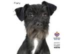 Adopt Fairy a Schnauzer (Standard) / Terrier (Unknown Type