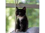 Adopt Petunia a All Black Domestic Shorthair / Mixed cat in Buffalo