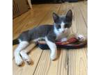 Adopt Prince Phillip a Gray or Blue Domestic Shorthair / Mixed cat in Texas