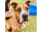 Adopt Miles a Tan/Yellow/Fawn Mixed Breed (Medium) / Mixed dog in Sarasota