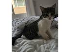 Adopt ASTRID a White (Mostly) Domestic Shorthair (short coat) cat in Los